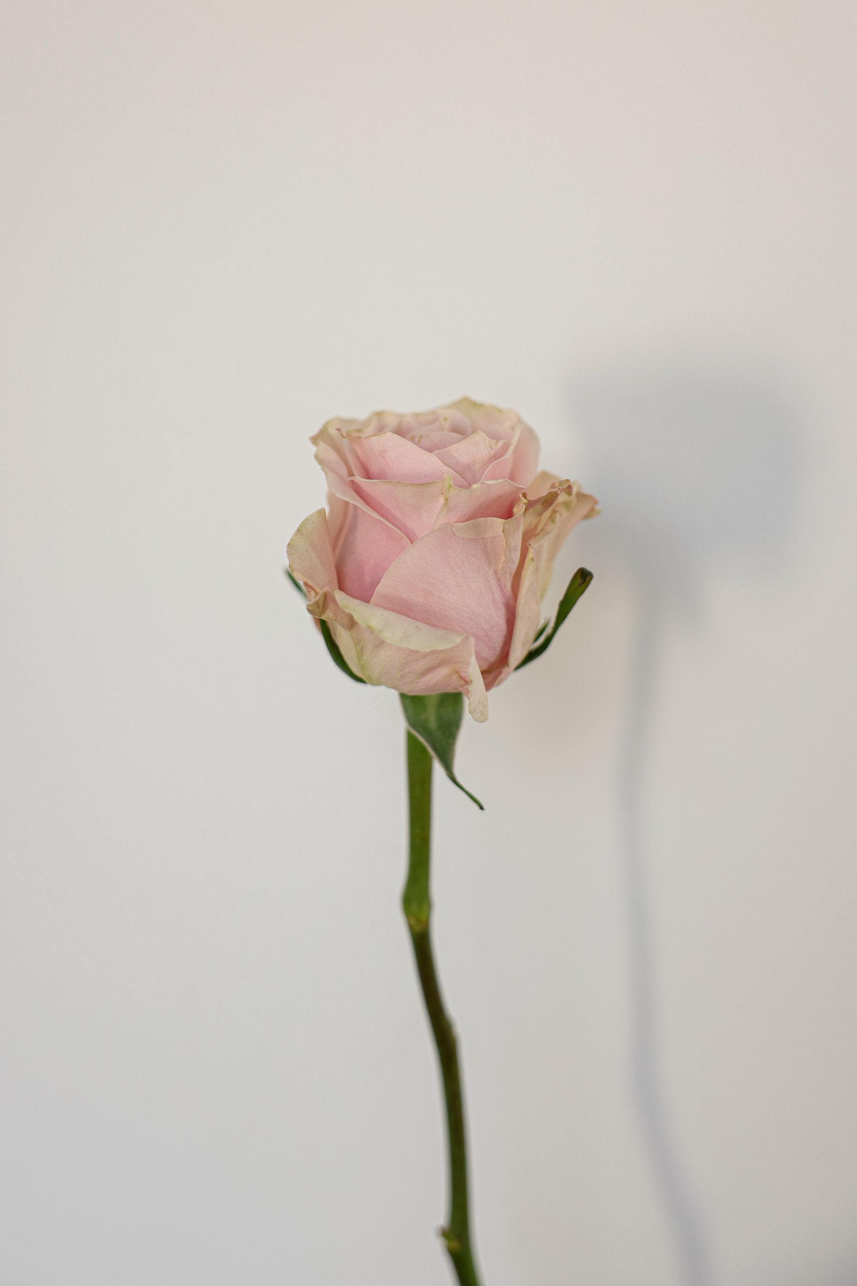 A single pink rose with delicate petals and a minimalist white background.